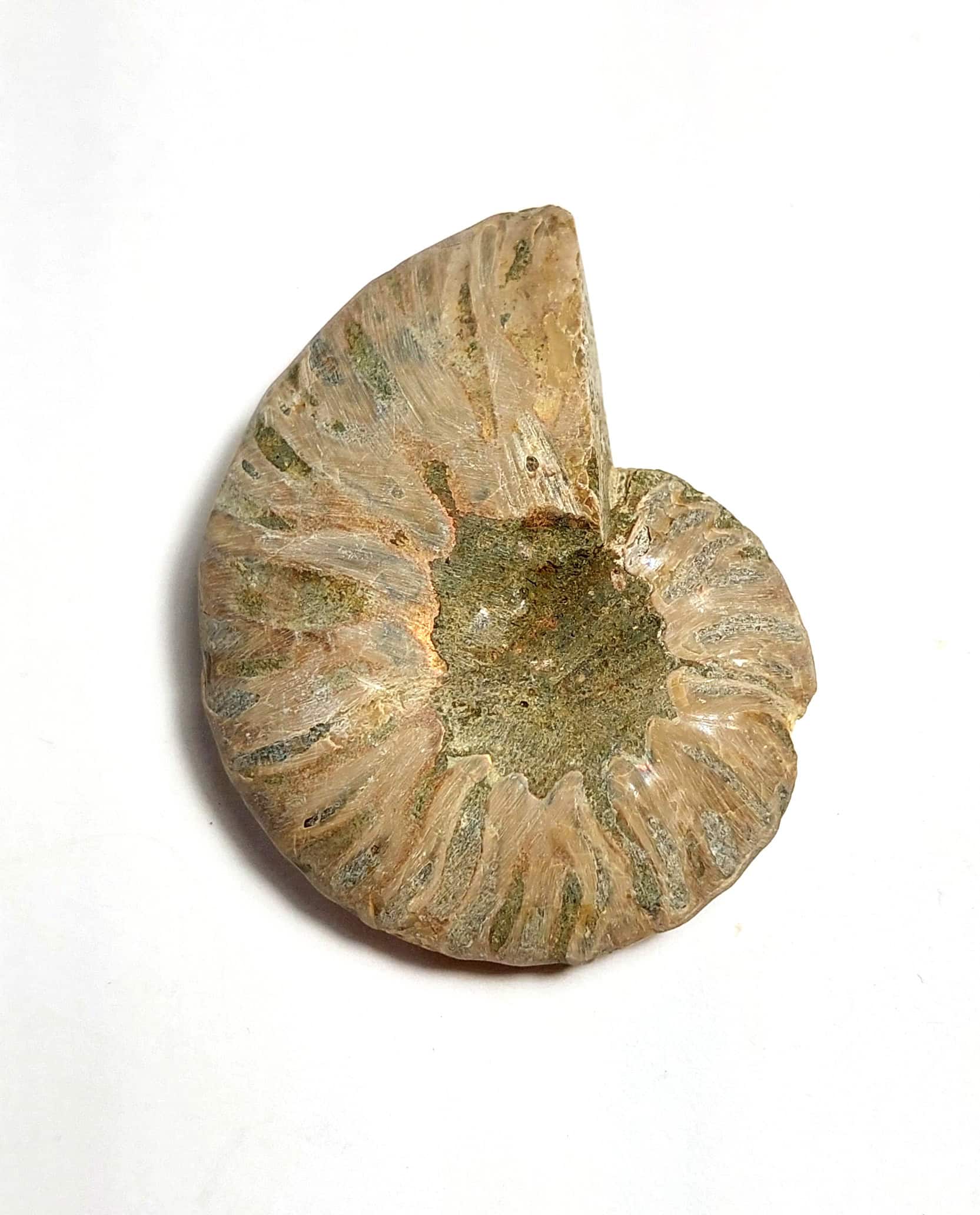 Amonit fosilizat autentic neprelucrat Cleoniceras sp., 5,7 cm diametru, 110 mil ani, Cretacic, Madagascar - Image 3