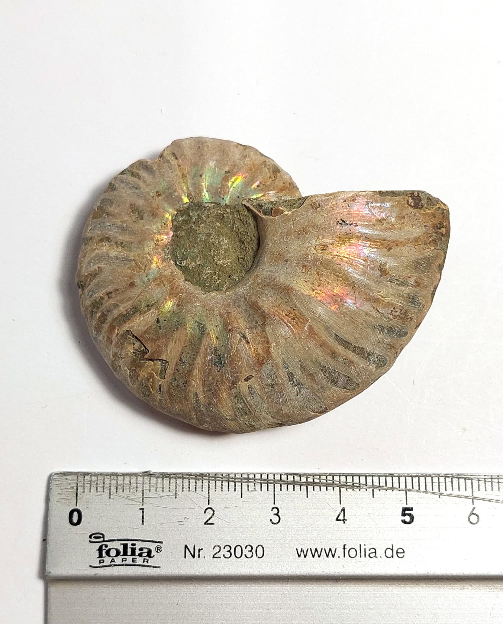 Amonit fosilizat autentic neprelucrat Cleoniceras sp., 5,7 cm diametru, 110 mil ani, Cretacic, Madagascar - Image 4
