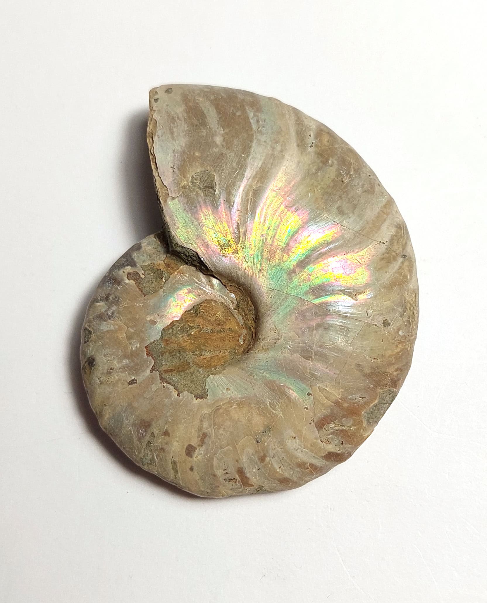 Amonit fosilizat autentic neprelucrat Cleoniceras sp., 5,9 cm diametru, 110 mil ani, Cretacic, Madagascar - Image 3