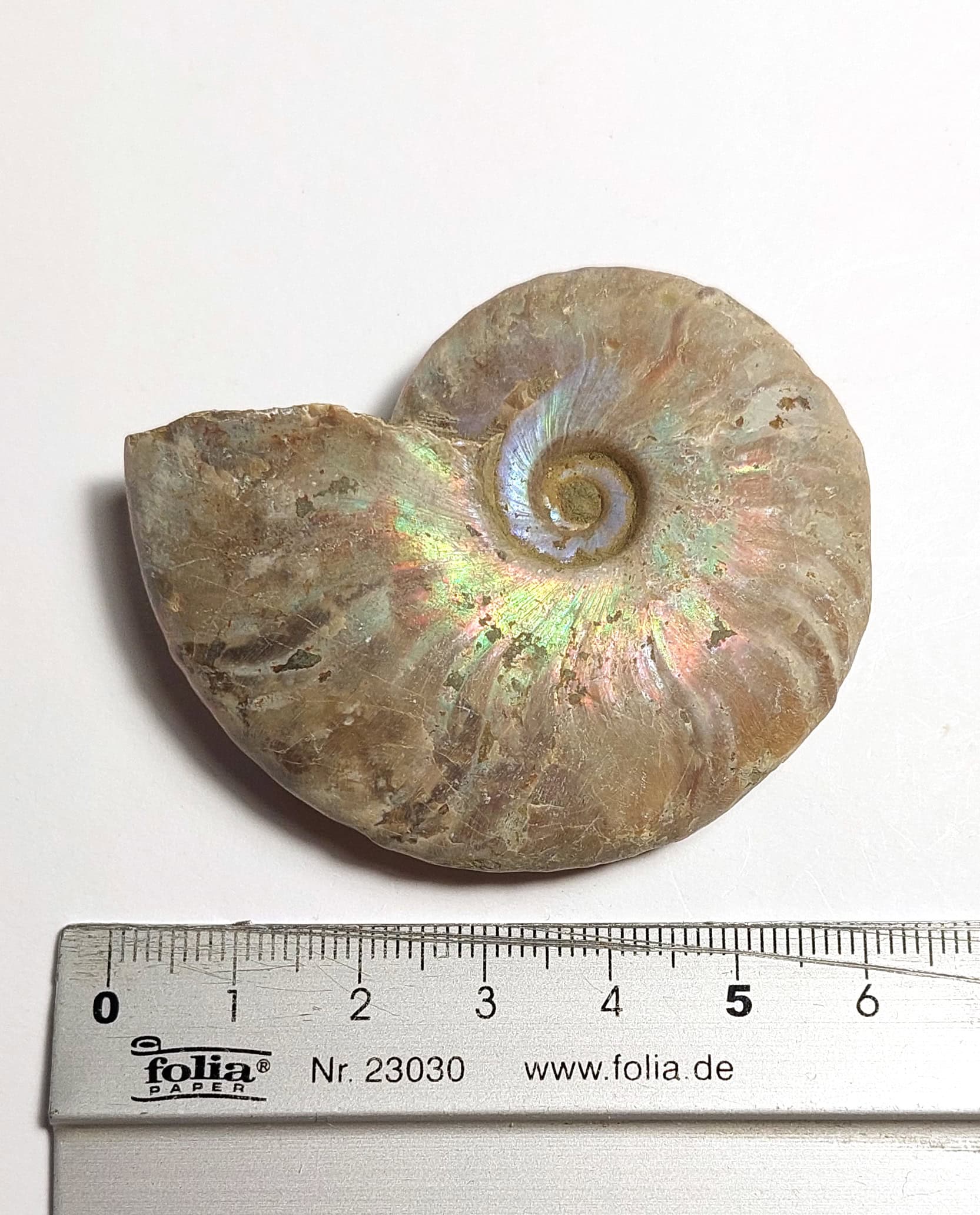 Amonit fosilizat autentic neprelucrat Cleoniceras sp., 5,9 cm diametru, 110 mil ani, Cretacic, Madagascar - Image 4