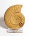 Authentic unprocessed fossilized ammonite Perisphinctes sp., 7.3 cm diameter, 150 million years old, Jurassic, Madagascar