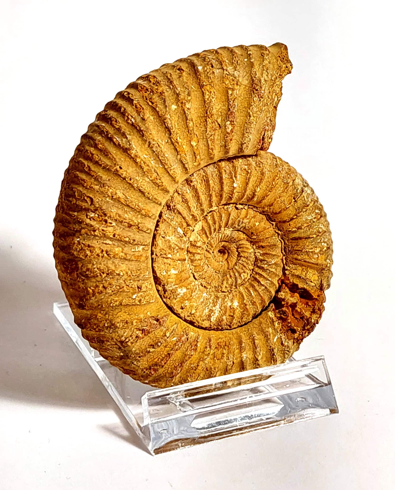 Amonit fosilizat autentic neprelucrat Perisphinctes sp., 7,3 cm diametru, 150 mil ani, Jurasic, Madagascar - Image 3