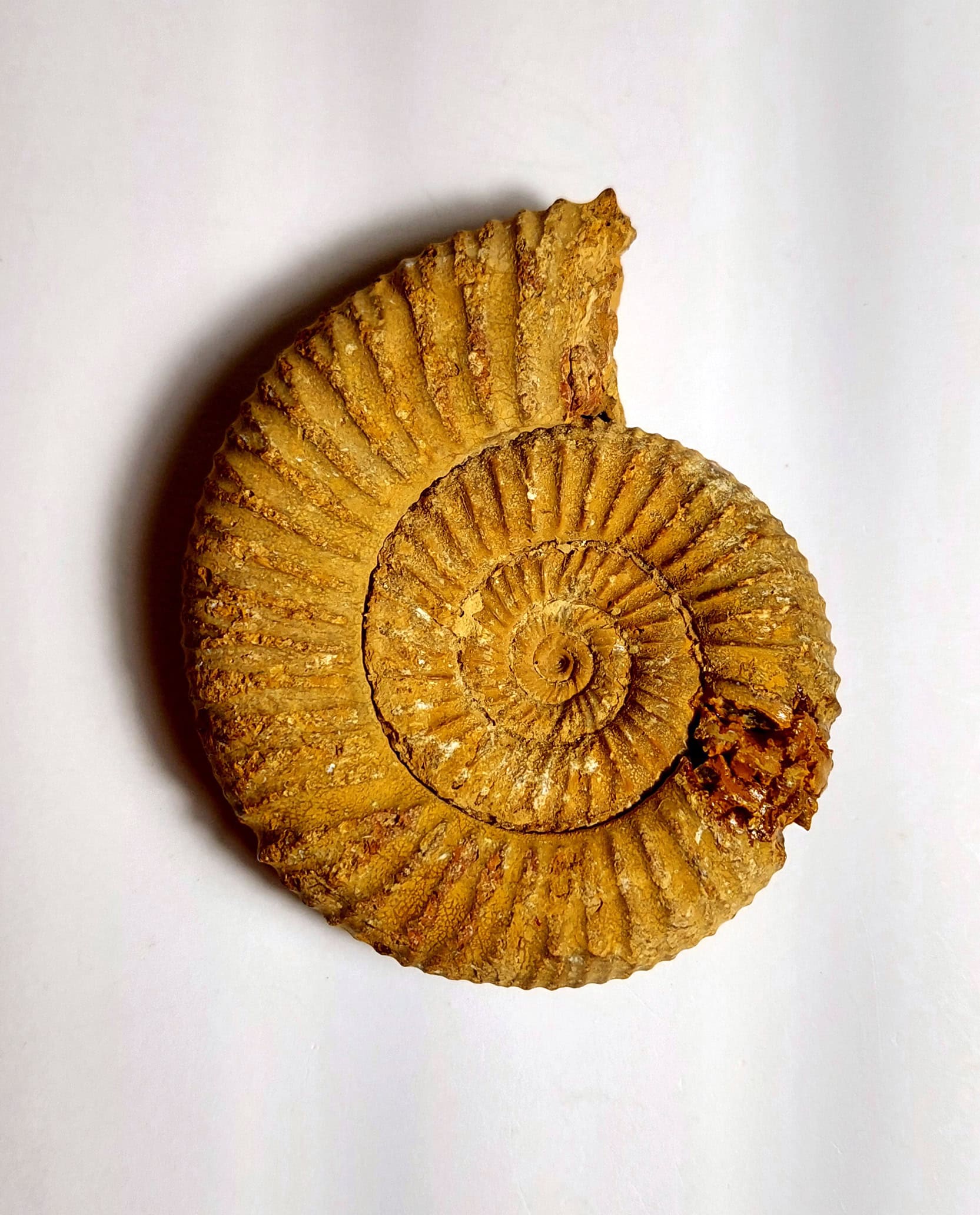 Amonit fosilizat autentic neprelucrat Perisphinctes sp., 7,3 cm diametru, 150 mil ani, Jurasic, Madagascar - Image 4