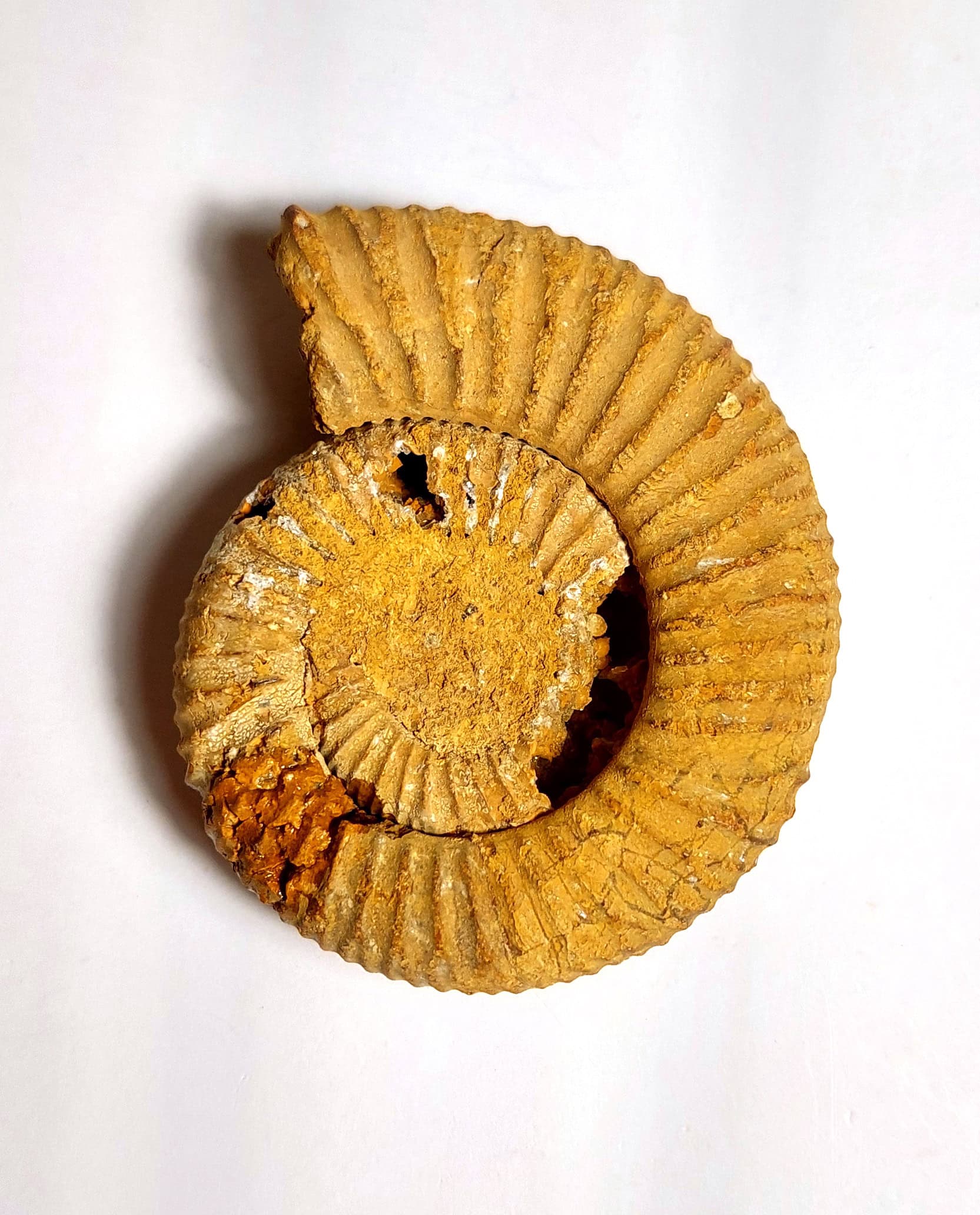 Amonit fosilizat autentic neprelucrat Perisphinctes sp., 7,3 cm diametru, 150 mil ani, Jurasic, Madagascar - Image 5