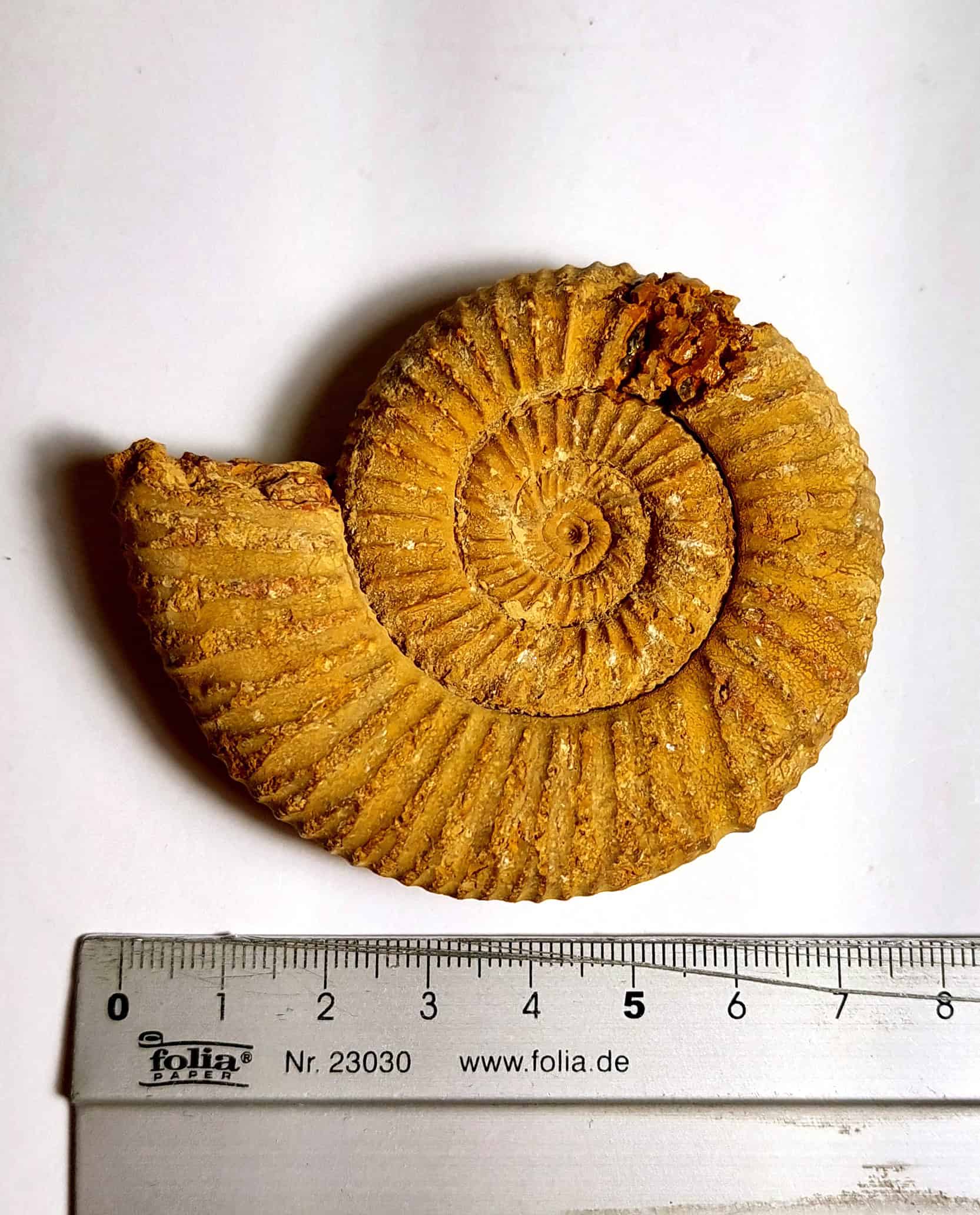 Amonit fosilizat autentic neprelucrat Perisphinctes sp., 7,3 cm diametru, 150 mil ani, Jurasic, Madagascar - Image 6