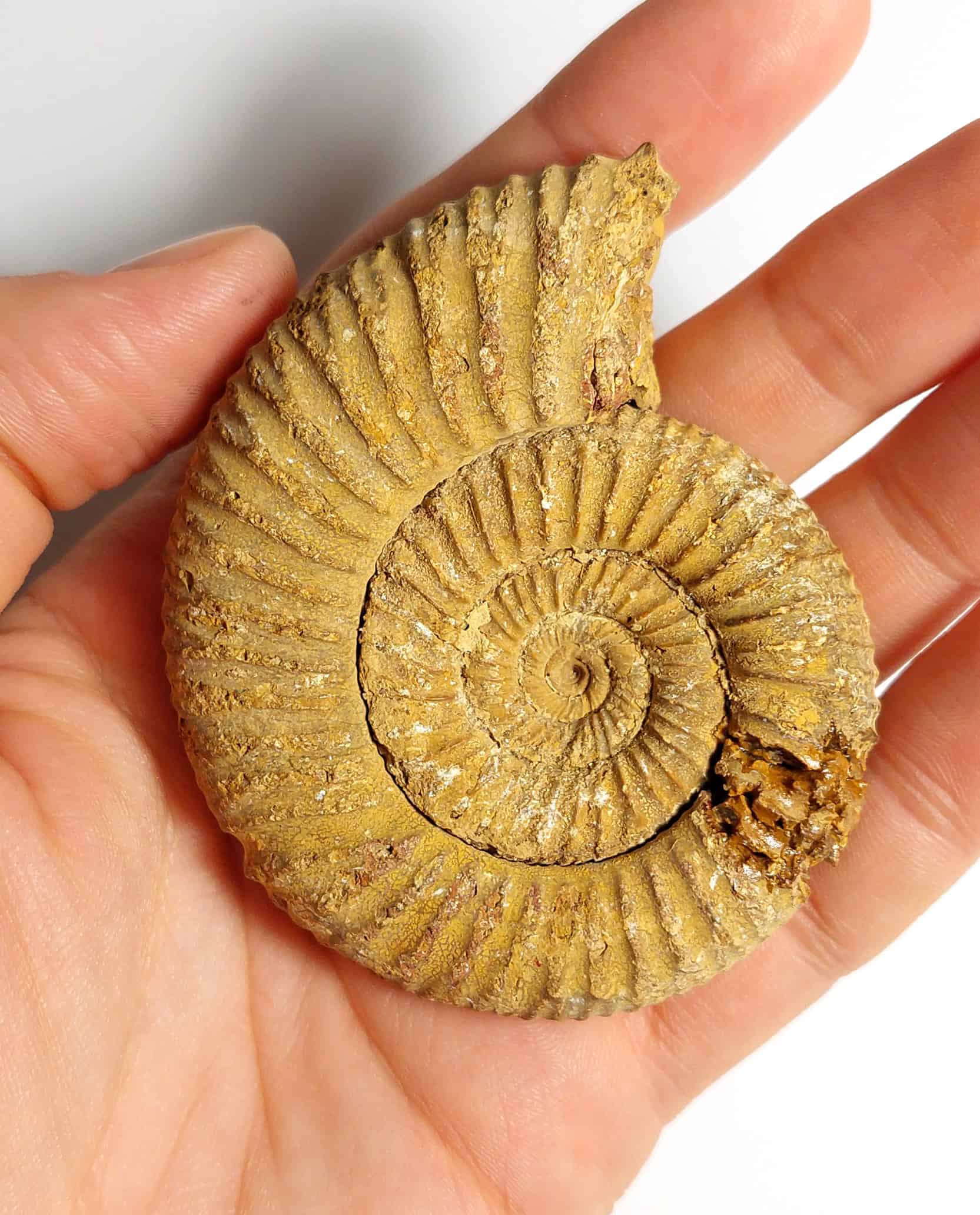 Amonit fosilizat autentic neprelucrat Perisphinctes sp., 7,3 cm diametru, 150 mil ani, Jurasic, Madagascar - Image 7